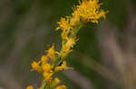 Seaside goldenrod